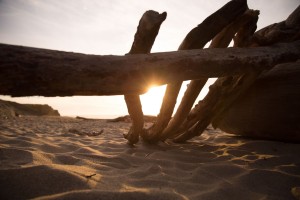 beach-sea-sand-tree